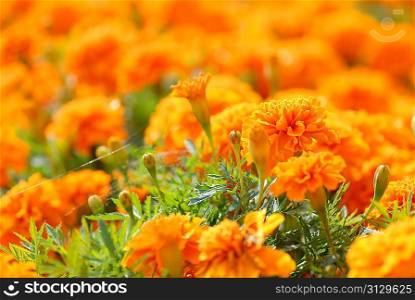 Field from orange flowers and greens