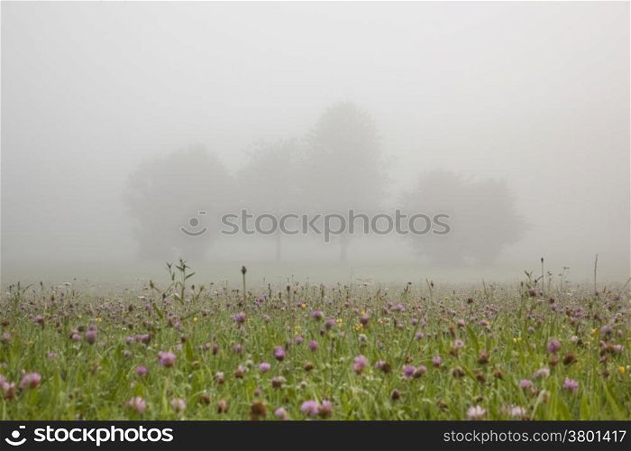 field full of flowers in the French Jura region in morning mist