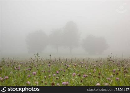 field full of flowers in the French Jura region in morning mist