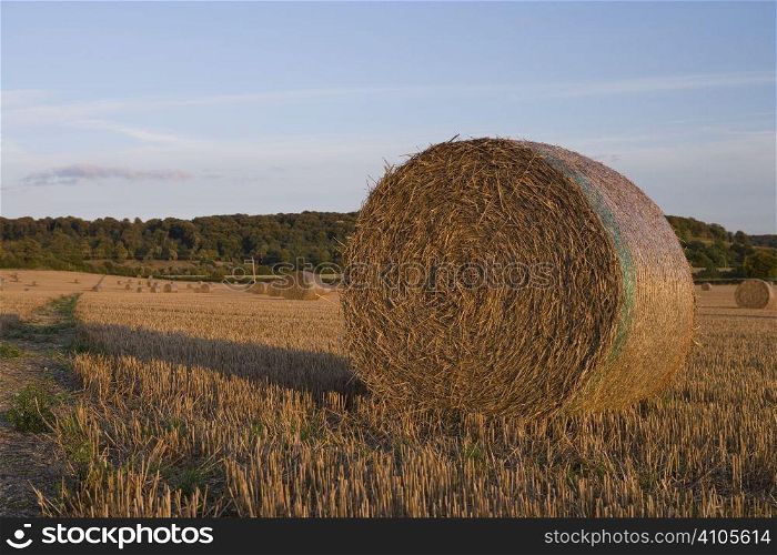 field full of haystacks ready for collection at harvest time