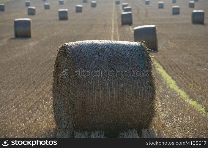 field full of haystacks ready for collection at harvest time