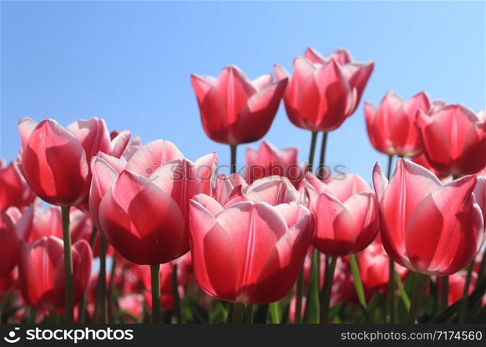Field full of pink tulips and a clear blue sky