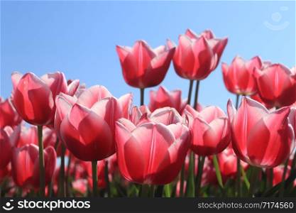Field full of pink tulips and a clear blue sky