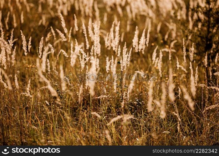field gold grass in the sunlight. beautiful background. happy wallpaper. soft focus. Brown and gray grass in sunset warm light and lens flare.. field gold grass in the sunlight. beautiful background. happy wallpaper. soft focus. Brown and gray grass in sunset warm light and lens flare