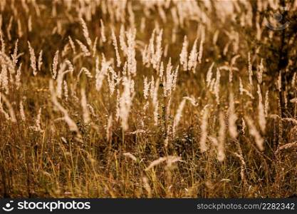 field gold grass in the sunlight. beautiful background. happy wallpaper. soft focus. Brown and gray grass in sunset warm light and lens flare.. field gold grass in the sunlight. beautiful background. happy wallpaper. soft focus. Brown and gray grass in sunset warm light and lens flare