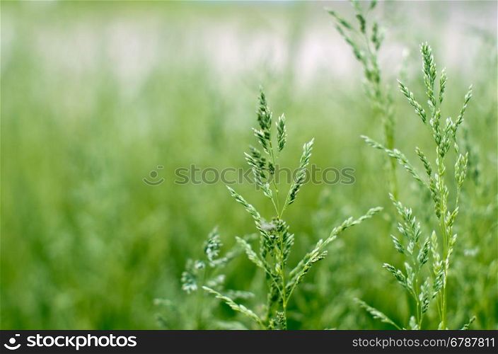 field green grass landscape background