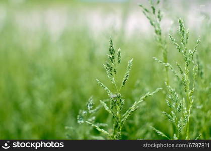 field green grass landscape background