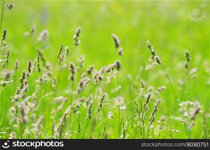 field green grass landscape background