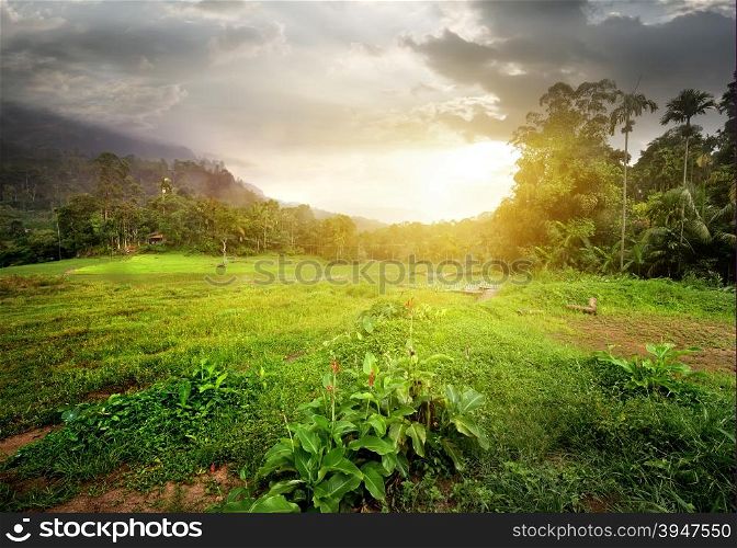 Field in jungles of Sri Lanka at cloudy sunset
