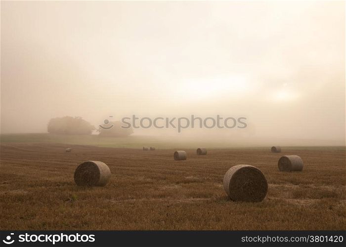 field in the French Jura region in morning mist