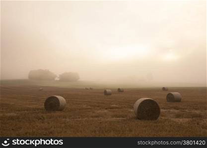 field in the French Jura region in morning mist