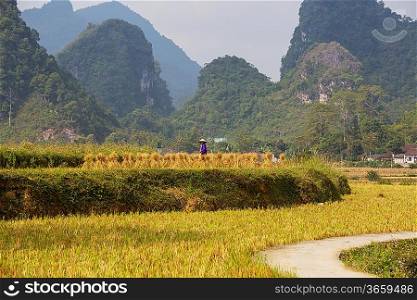 field in Vietnam