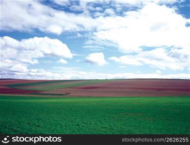 Field Landscape