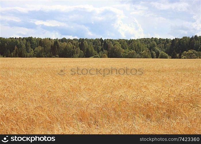field landscape Indian summer grain harvest expanse