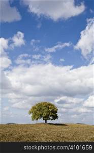 Field landscape with tree