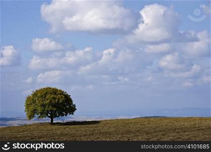 Field landscape with tree