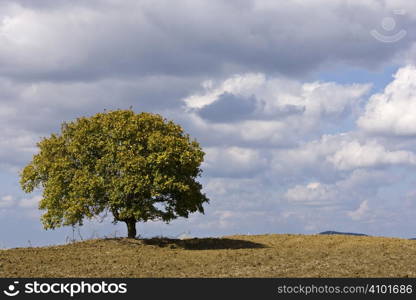 Field landscape with tree