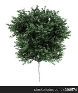 field maple tree isolated on white background. 3d illustration