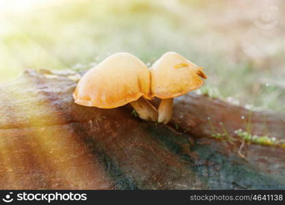 Field mushrooms growing in the crack of a trunk