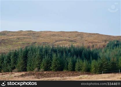 Field near Eilean Mor Loch Finlaggan, seat of the Lord of the Isles