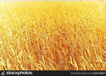 field of a golden wheat