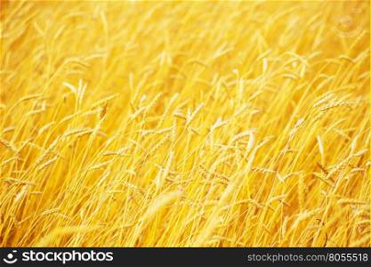field of a golden wheat