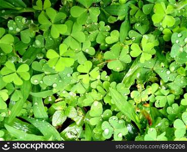 Field of a green clover background. Clovers three leaf