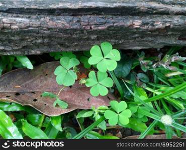 Field of a green clover background. Clovers three leaf