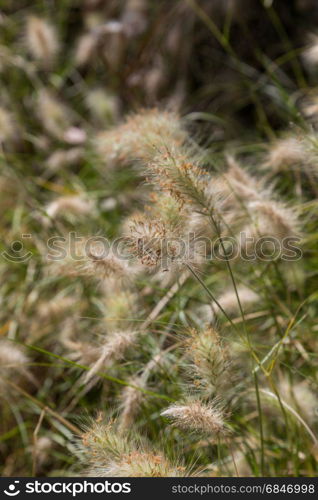 field of a wild plants with fluffy spike