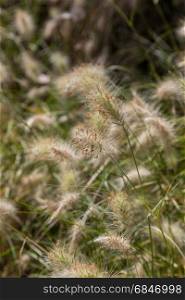 field of a wild plants with fluffy spike