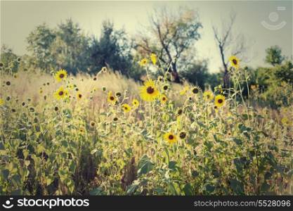 Field of a wild sunflowers in summer time