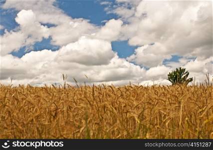 field of barley. barley, Hordeum vulgare