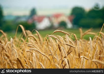 field of barley. barley, Hordeum vulgare