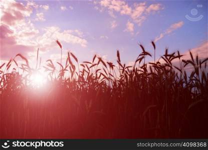 Field of barley or wheat in sunset.