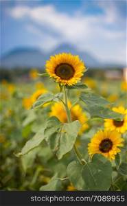 Field of beautiful blooming sunflowers in summer, blue sky