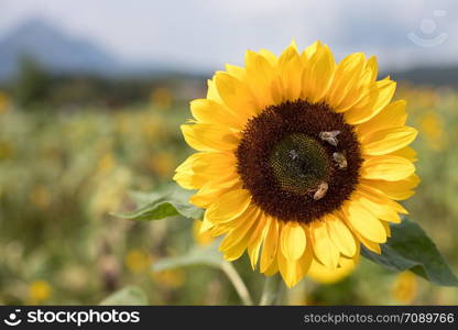 Field of beautiful blooming sunflowers in summer, cloudy sky