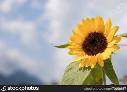 Field of beautiful blooming sunflowers in summer, cloudy sky