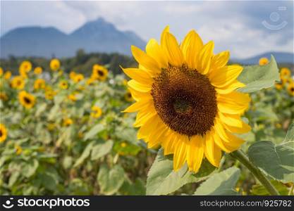 Field of beautiful blooming sunflowers in summer, cloudy sky
