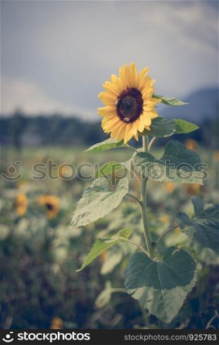 Field of beautiful blooming sunflowers in summer, cloudy sky