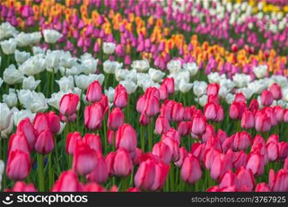 Field of beautiful colorful tulips in a sunny Holland