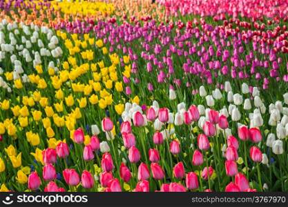 Field of beautiful colorful tulips in a sunny Holland