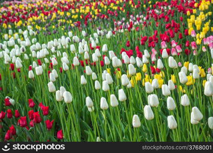 Field of beautiful colorful tulips in a sunny Holland