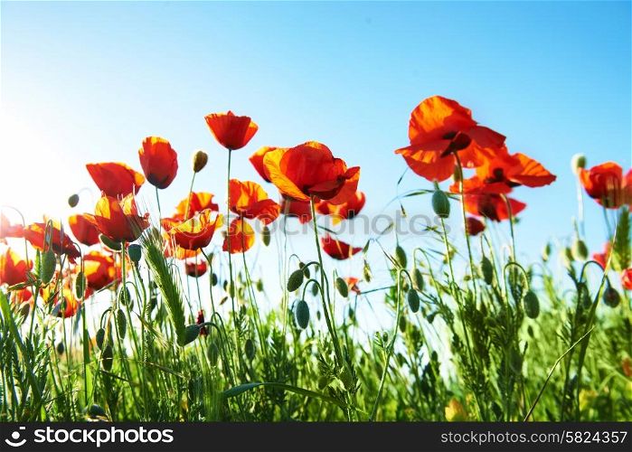 Field of beautiful red poppies on the blue sky background