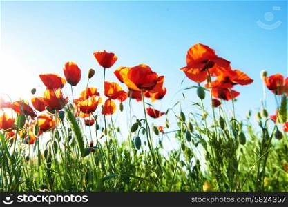 Field of beautiful red poppies on the blue sky background