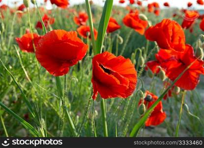 Field of beautiful red poppies with green grass