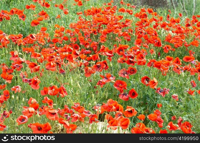 Field of beautiful red poppies with green grass