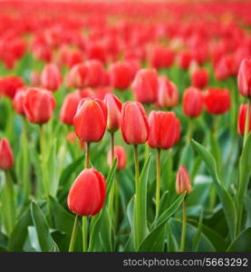 Field of beautiful red tulips in spring time