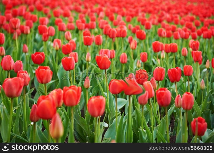 Field of beautiful red tulips in spring time