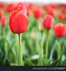 Field of beautiful red tulips in spring time