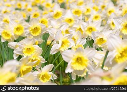 Field of beautiful white narcissuses, soft backhround